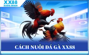 Cách nuôi gà đá xx88